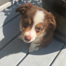 Elvis - Red tri male Toy Australian Shepherd puppy in Southport, North Carolina from Small Mini/Toy Aussies