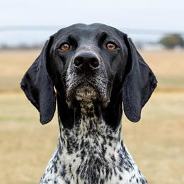 Remi - German Shorthaired Pointer