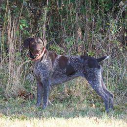 Lucy - German Shorthaired Pointer