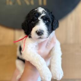Fidget - Black and white male Sheepadoodle puppy in Danville, Indiana from Marley’s Doodle Ranch