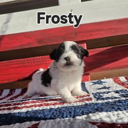 Frosty - White and tan male Maltese puppy in Terrell, Texas from PBJ Farms