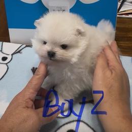Boy 2 - White male Pomeranian puppy in Cullman, Alabama from Dixie Darlings Pomeranians