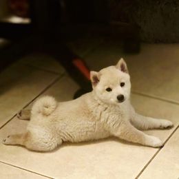 AKC - Cosmo Kramer - Cream male Shiba Inu puppy in Jensen Beach, Florida from ScrapiShibas