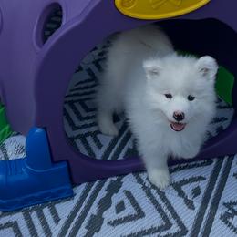 Samoyeds from Debra Ellis-Majcen