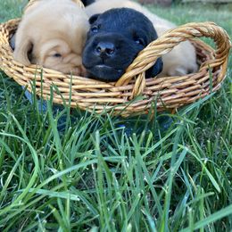 Labrador Retriever Puppies from Westbrook UK Labs