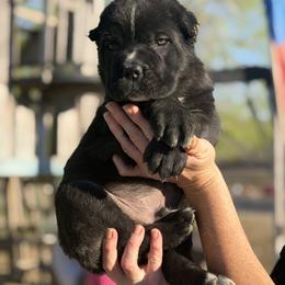 Pepe - Black brindle male Cane Corso puppy in Sandia, Texas from OneTime Cane Corso