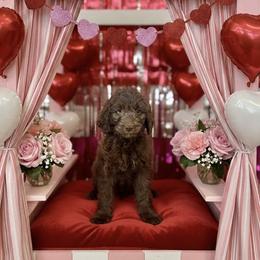 Ghiradelli - Chocolate female Goldendoodle puppy in Tybee Island, Georgia from Castaway Doodles