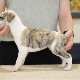 Weston - White and fawn brindle male Whippet puppy in Atlanta, Georgia from Sinaj