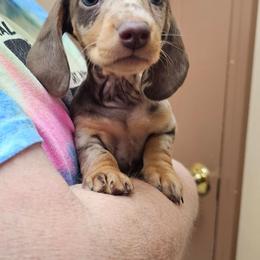 Chocolate and tan dapple female smooth hair - Dapple female Dachshund puppy in Belle Rive, Illinois from Akin's Miniature Dachshunds, LLC
