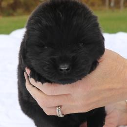 Frappaccino - Black female Newfoundland puppy in Kimball Twp, Michigan from Pine River Newfoundlands