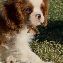 Casey - Blenheim male Cavalier King Charles Spaniel puppy in El Paso, Texas from King Royal Cavaliers