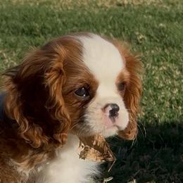 Casey - Blenheim male Cavalier King Charles Spaniel puppy in El Paso, Texas from King Royal Cavaliers