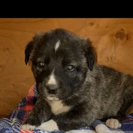 Anatolian Shepherd Dog, Aussiedoodle, and Scottish Terrier Puppies from Lee Valley Scotties