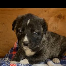 Anatolian Shepherd Dog, Aussiedoodle, and Scottish Terrier Puppies from Lee Valley Scotties