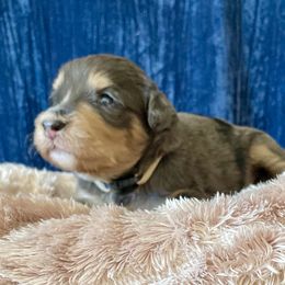 Bernedoodle Puppies from NorCal Doodle or Two