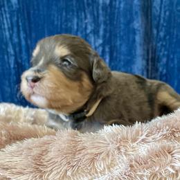 Bernedoodle Puppies from NorCal Doodle or Two