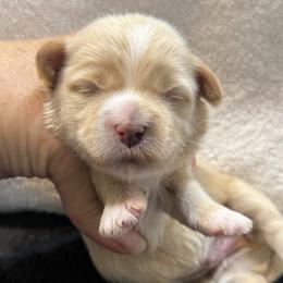 Butter - Gold male Havanese puppy in Bowling Green, Kentucky from Denise Clark