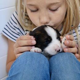 Bernedoodle, Goldendoodle, and Poodle Puppies from Raintree Standard Poodles & Mini Doodles