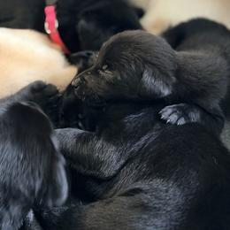 Poppy - Black female Labrador Retriever puppy in Millville, New Jersey from Creekside Canines