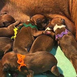 Green Collar - Red male Staffordshire Bull Terrier puppy in Monroe, Georgia from Irresistibull Staffords