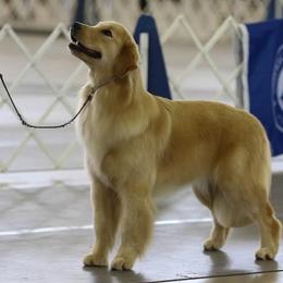 Circe - Golden Retriever