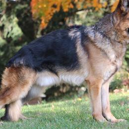 Athos - German Shepherd