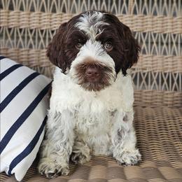 Norma - Chocolate female Australian Labradoodle puppy in Glenford, Ohio from Mi-De Doodles