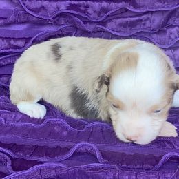 Girl 1 - Miniature Australian Shepherd puppy in Paris, Texas from Kuttin’ Up Mini Aussies