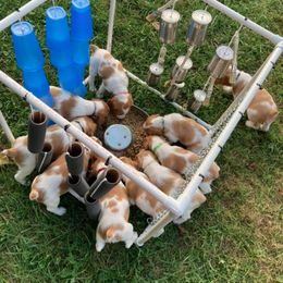 Brittany Puppies from Fox Mtn Brittanys