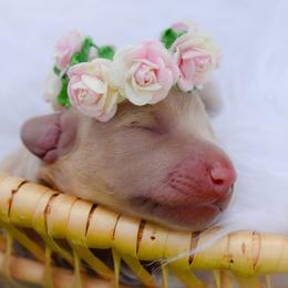 Dachshund Puppies from Dandy Doxies of KY