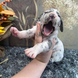 Dachshund and Great Dane Puppies from Ballistic Danes & Dachshunds
