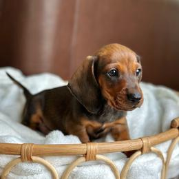 Porthos - Red male Dachshund puppy in Crystal, Michigan from Mare-Bella Smoothcoat Edition