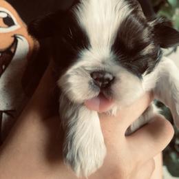 Shih Tzu Puppies from Willow Lane Shih Tzus