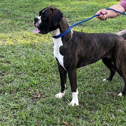Maisley - Boxer