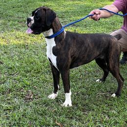 Maisley - Boxer
