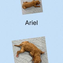 AKC Ariel - Apricot female Poodle puppy in Harrisburg, Arkansas from Ransone’s Ridge Runners Poodles and Doodles