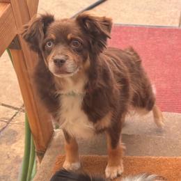 Anita - Miniature Australian Shepherd