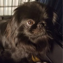 Lizzie - Pekingese