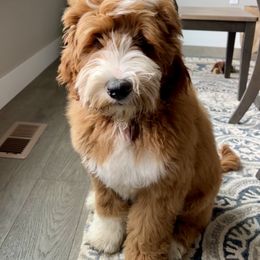 Shay - Goldendoodle