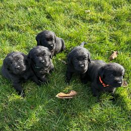 Boy 3 - Black male Labrador Retriever puppy in Beavercreek, Oregon from Grace's Labrador Retrievers
