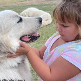 Great Pyrenees from Callison Farm Great Pyrenees