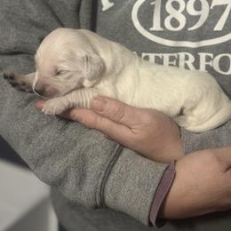 Boy 1 - Light golden male Golden Retriever puppy in Waterford, Pennsylvania from Living on Faiths Golden Retrievers