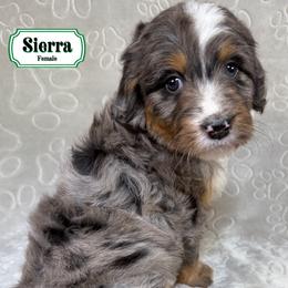 Sierra - Merle female Bernedoodle puppy in Milan, Indiana from Doodles & Spice