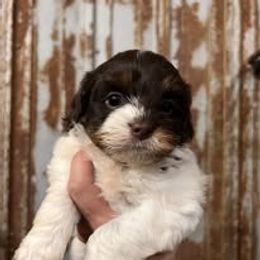 Assorted Doodle Crosses, Aussiedoodle, Australian Shepherd, Long Haired Weimaraner, Shihpoo, and Shih Tzu Puppies from Rockiń N Kennel