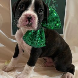 Roy Clark - Brindle Boxer puppy in Willard, North Carolina from Boone’s Boxers of North Carolina