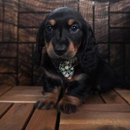 Forest - AKC - Black and tan male Dachshund puppy in Miami, Florida from Oscar's Dachshunds