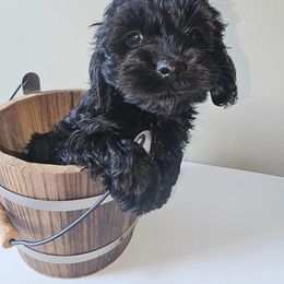 Cockapoo Puppies from Joanna Abruscato