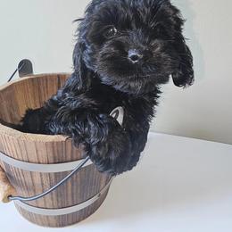 Cockapoo Puppies from Joanna Abruscato