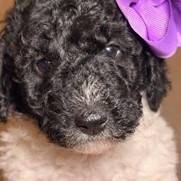 Dakota - Parti female Goldendoodle puppy in Saint Louis, Missouri from Jax Doodles