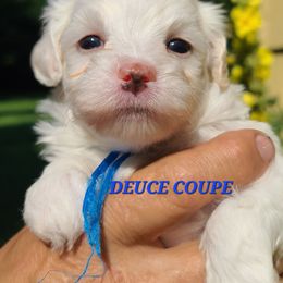 DEUCE COUPE - Parti male Poodle puppy in Mansfield Center, Connecticut from Arrfs Poodles